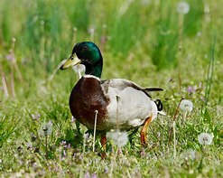 Duck.jpg